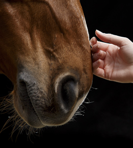 Cura del cavallo